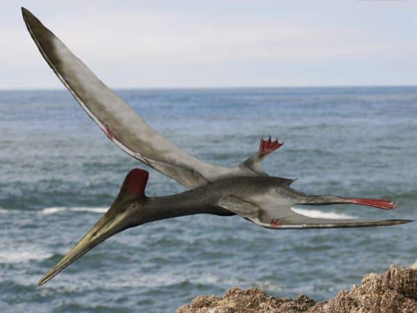 http://topcultural.es/wp-content/uploads/2017/09/Pterosaurio-Pterodactylo.jpg