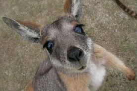 Canguro