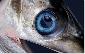 images excelencia literaria