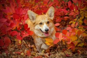 corgi-face-4267312_1280