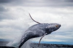 Ballenas de hierro