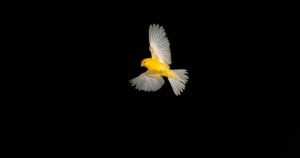 'El pajarillo dorado' de Guillermo Alonso del Real