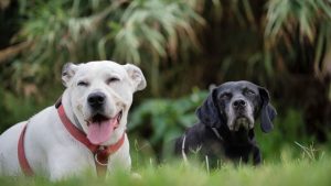 Residencia canina y felina