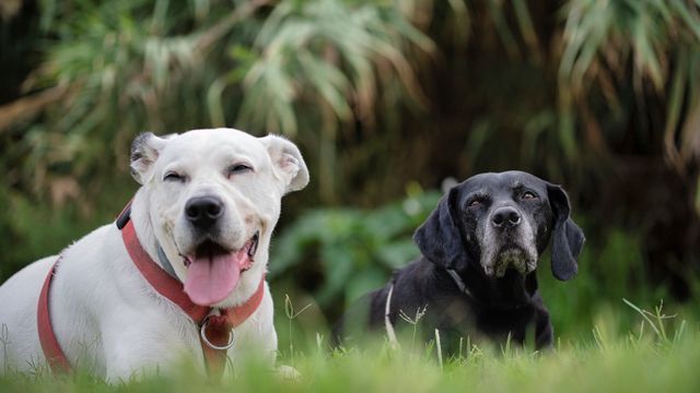 Residencia canina y felina